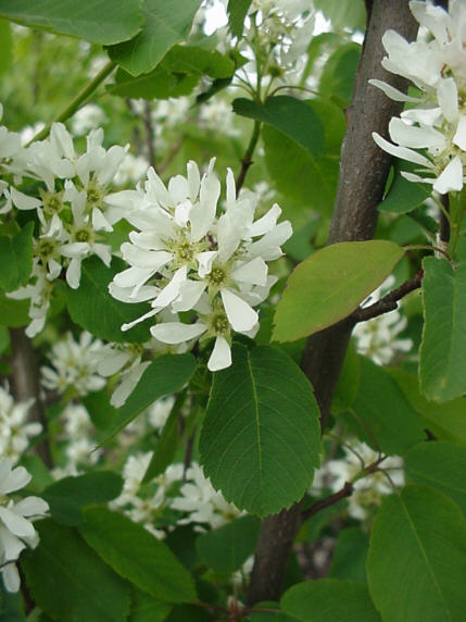 Ellebladet Bærmispel - Amelanchier alnifolia