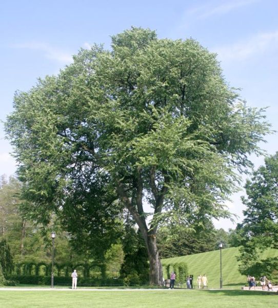 Hvidelm - Ulmus americana