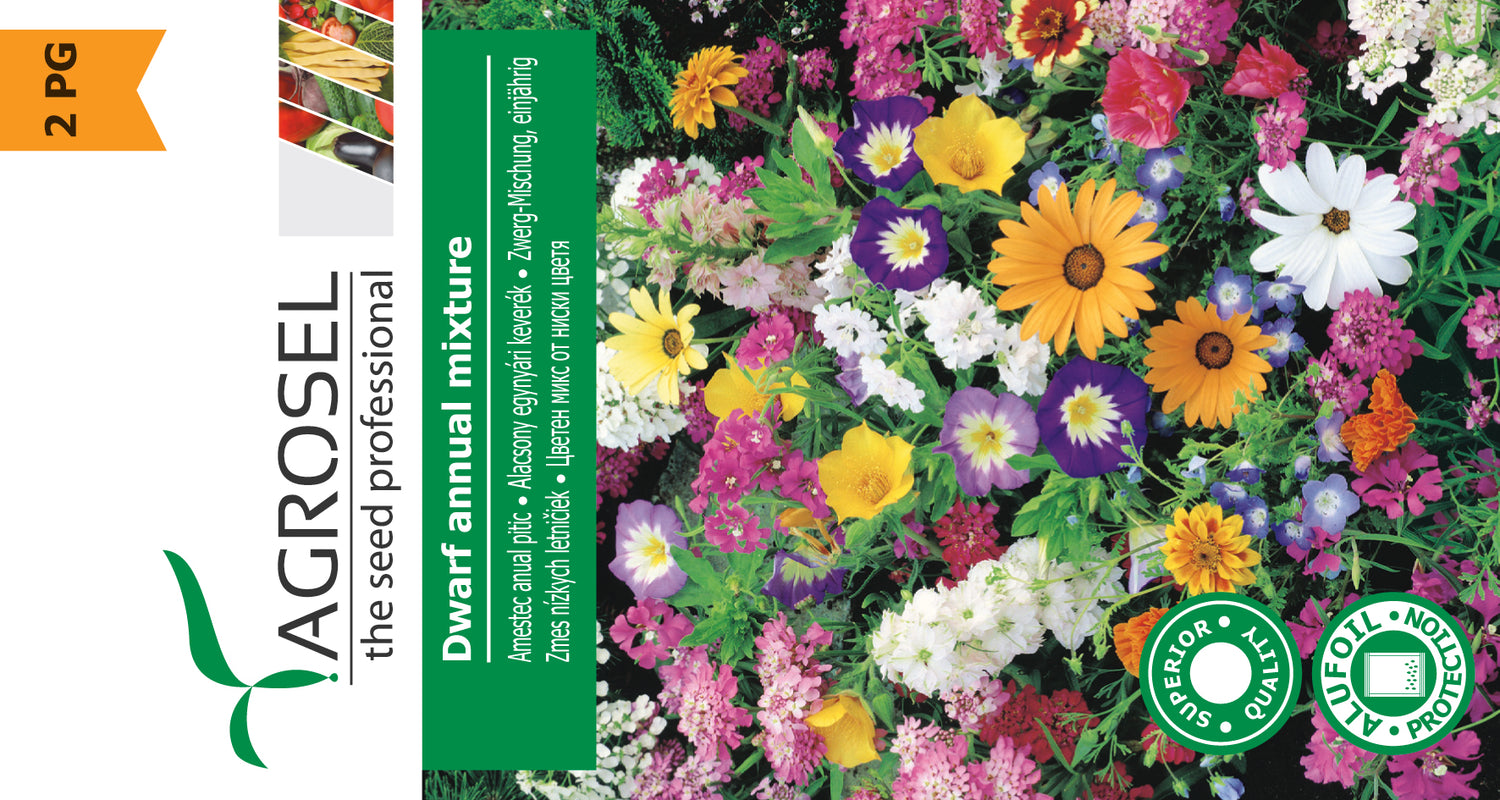 Dværg snitblomst mix