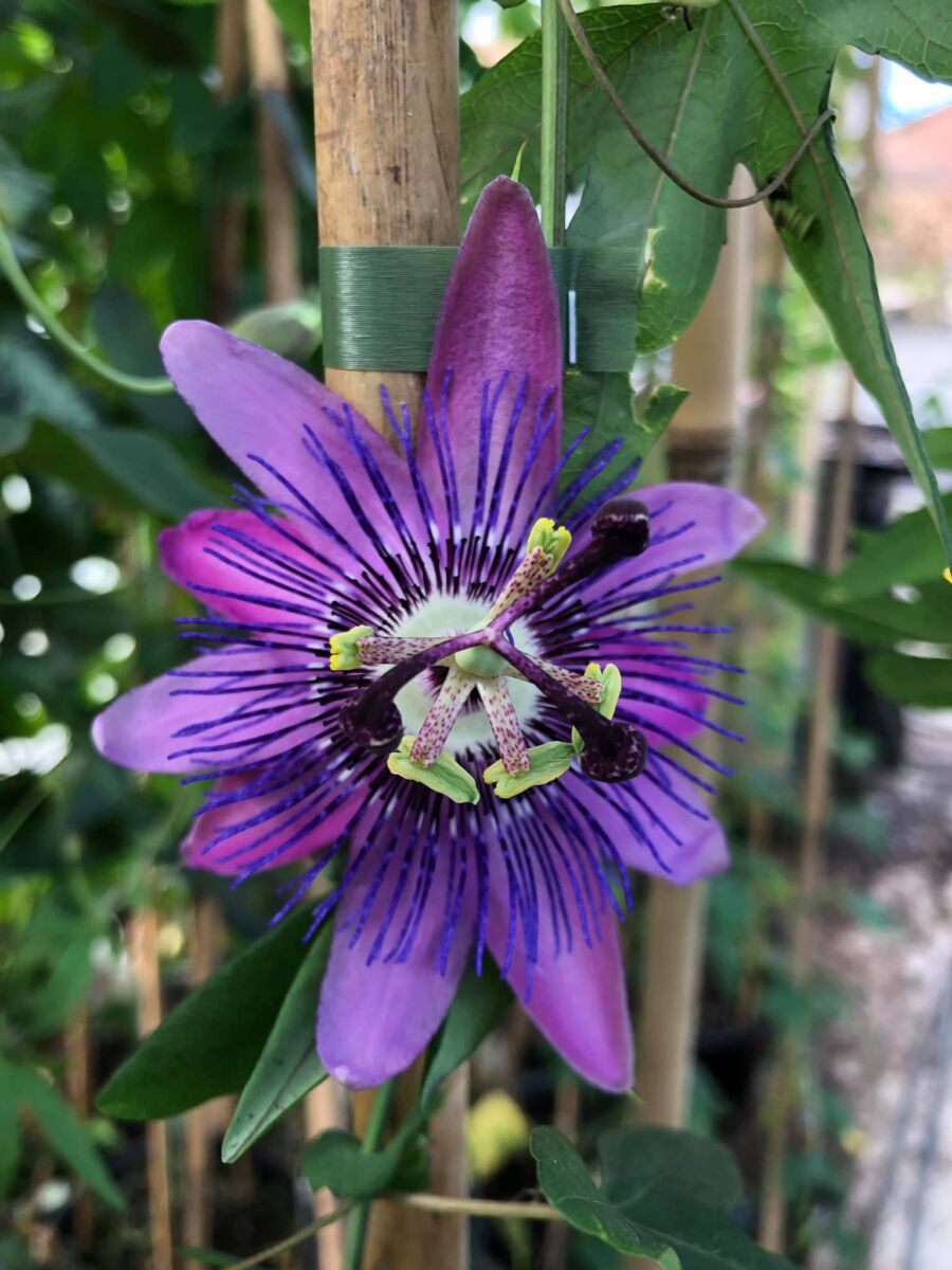 Passiflora ' Amethyst' - plante