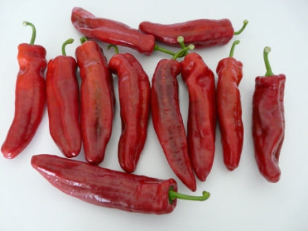 Ancient Sweet – C. annuum