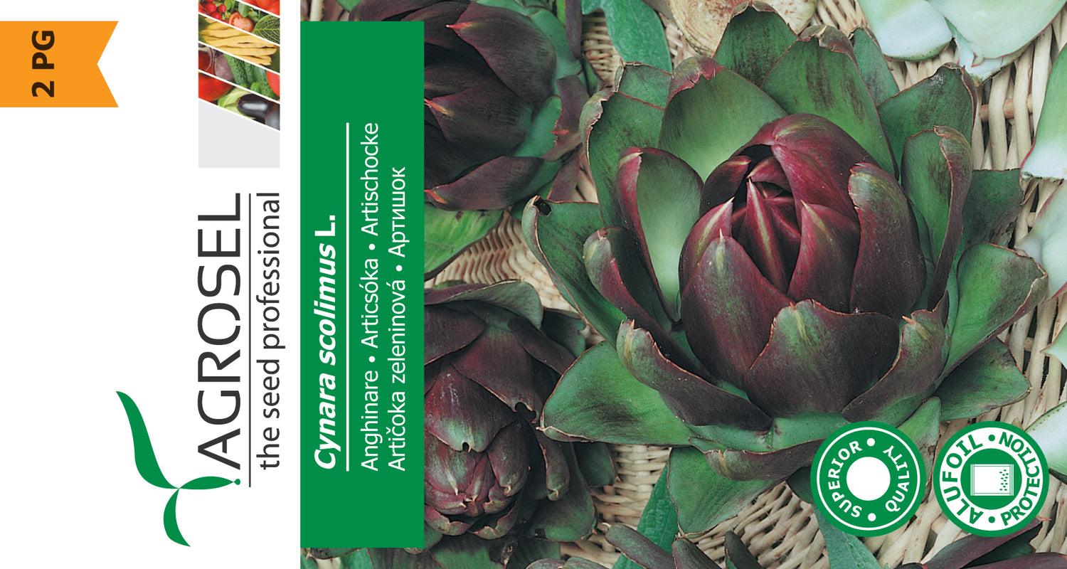 Artiskok - Cynara scolimus L.