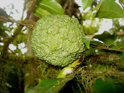 Duftende Sukkeræble - Annona edulis