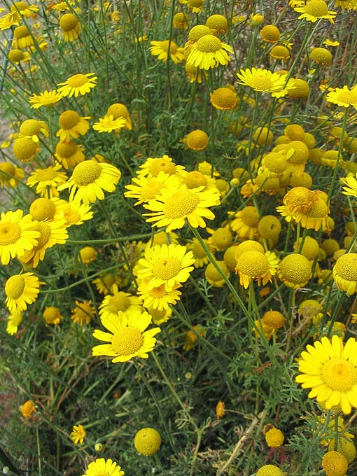 Farvegåseurt - Anthemis tinctoria