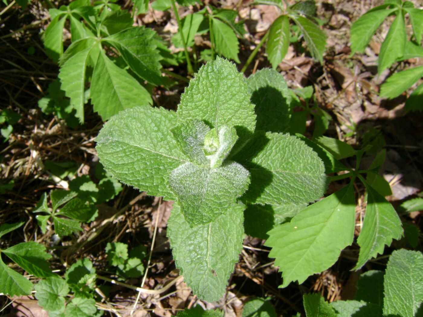 Æble Mynte - Mentha suaveolens- Bowles Apple mint