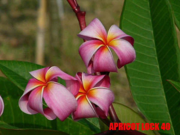 Plumeria -  Apricot Lock