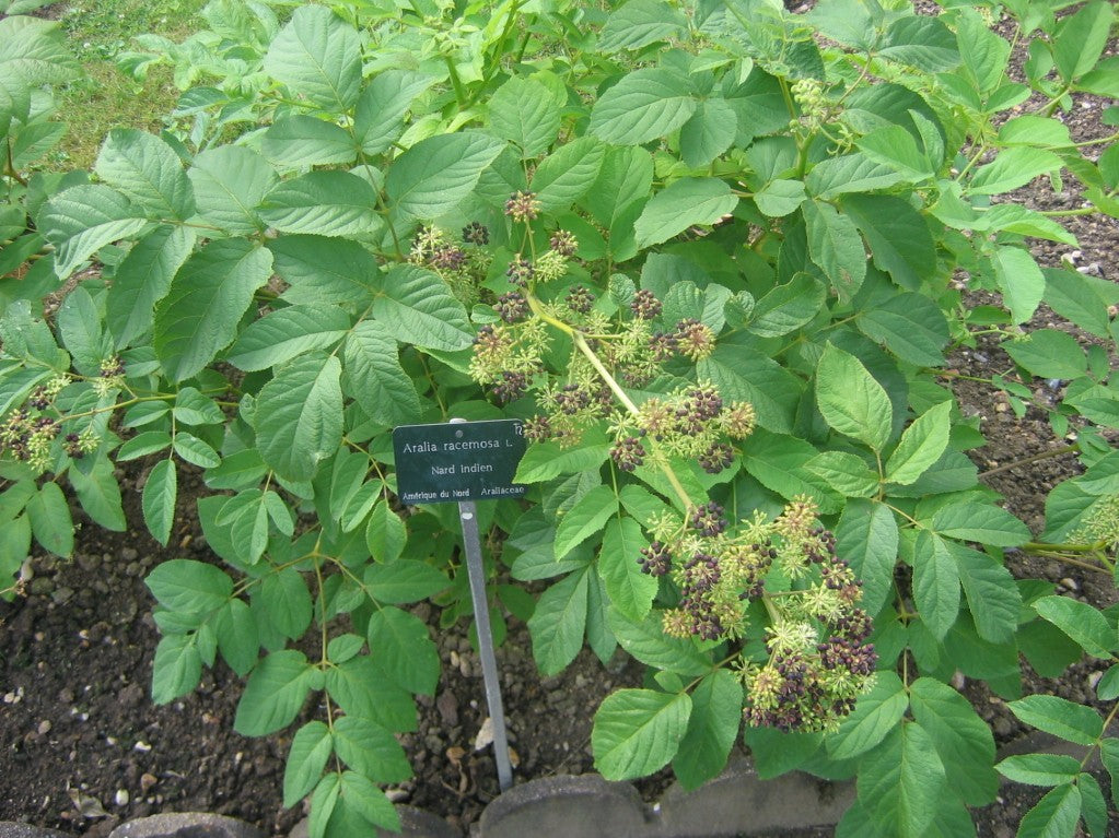 American Spikenard - Aralia racemosa