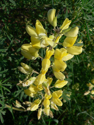 Gul Lupin - Lupinus luteus