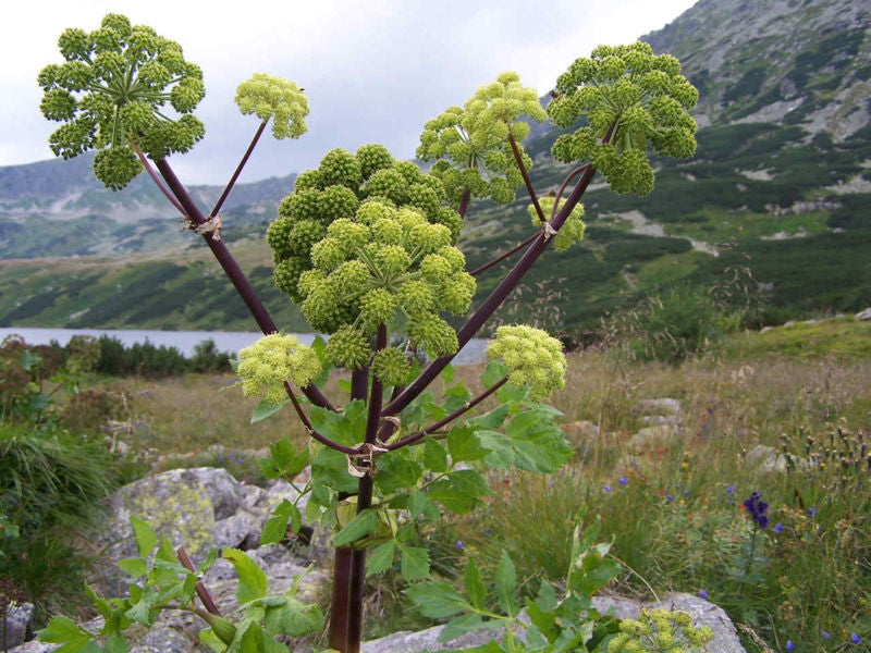 Kvan - Angelica archangelica