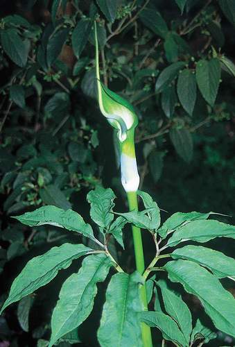 Arisaema Tortuosum