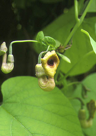 Tobakspibeplante - Aristolochia macrophylla