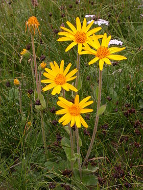 Volverlej - Arnica montana