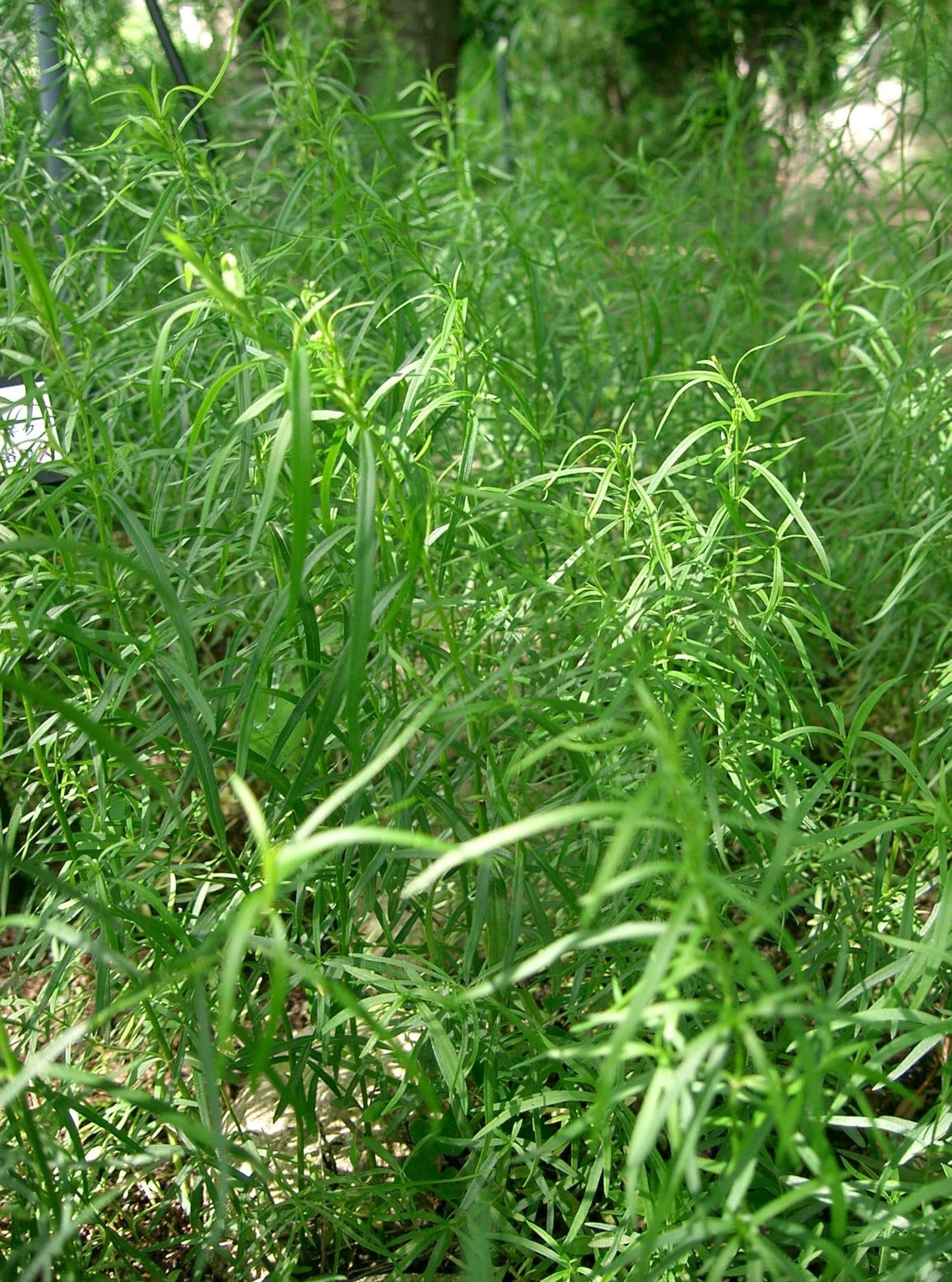 Estragon Dragoncello - Artemisia Dracunculus