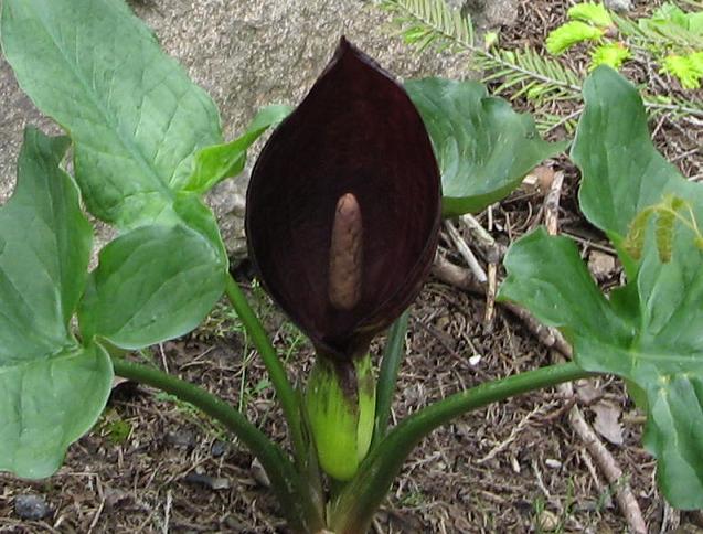 Arum nigricum