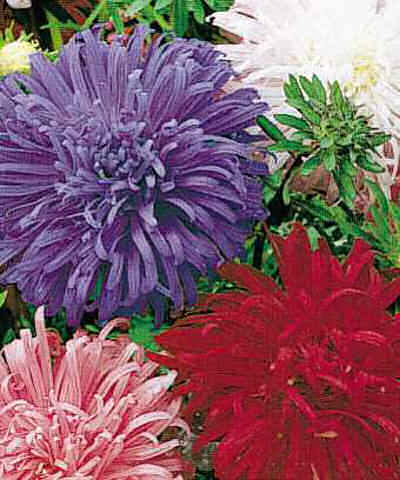 Asters - California Giant