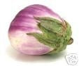 Rosa Bianca - Aubergine