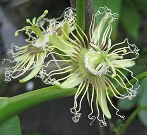Passiflora auriculata