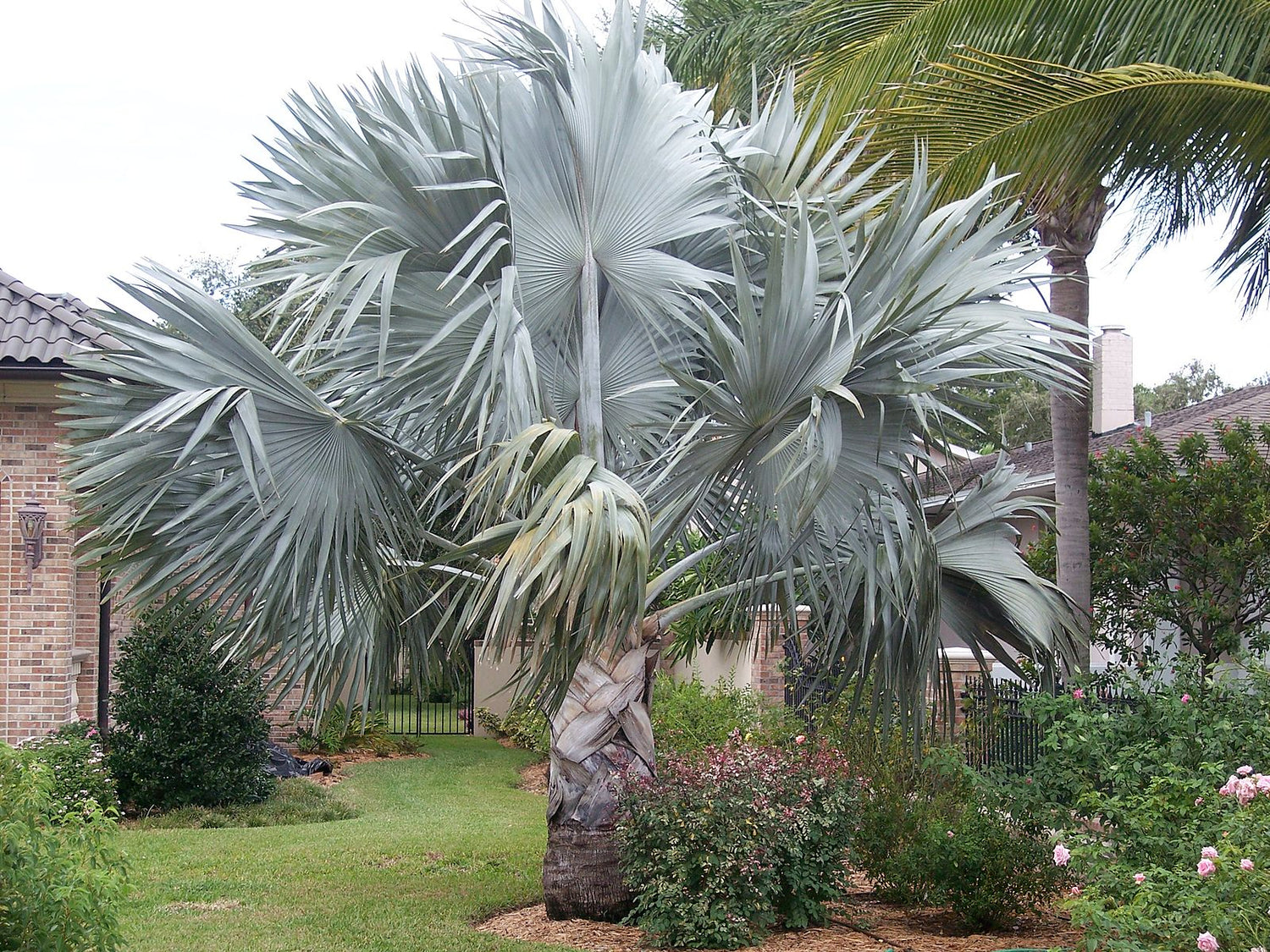 Bismarkpalme - Bismarckia nobilis (Silver)