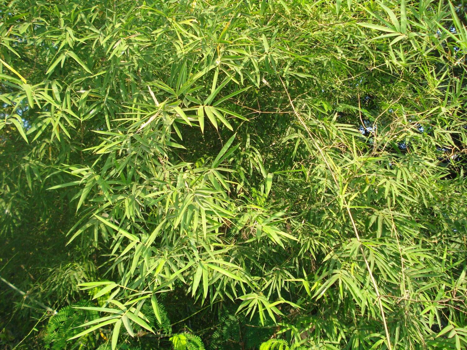 Indisk Bambus - Dendrocalamus strictus