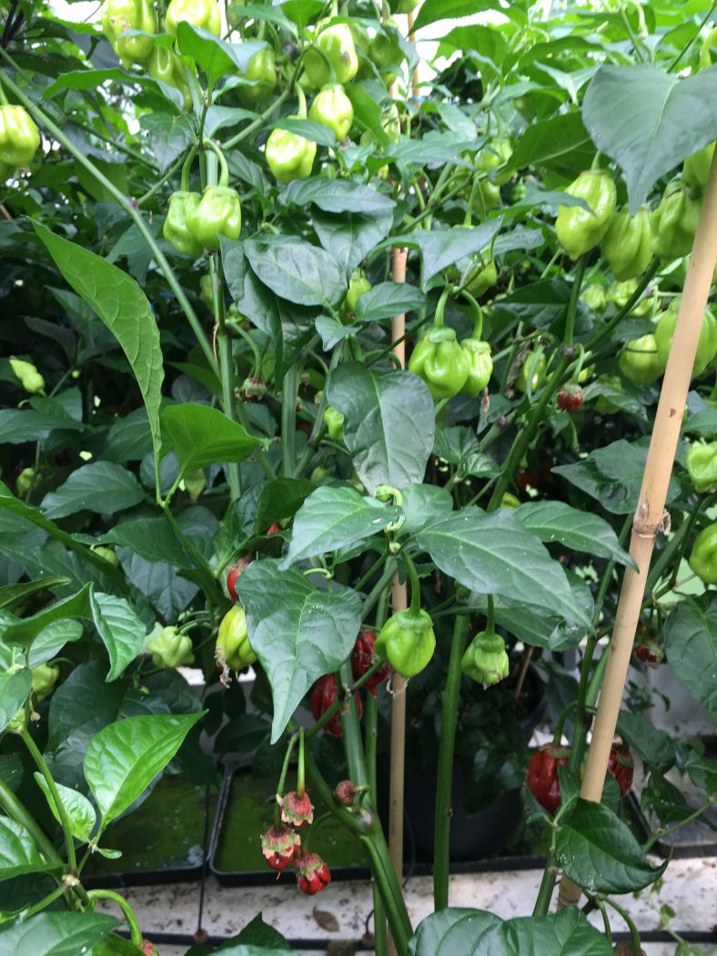 Bubblegum 7 Pot  Caramel - C. chinense