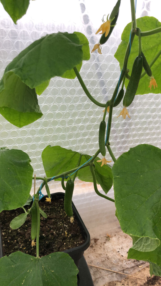 QUADGROW new system inkl. gødning