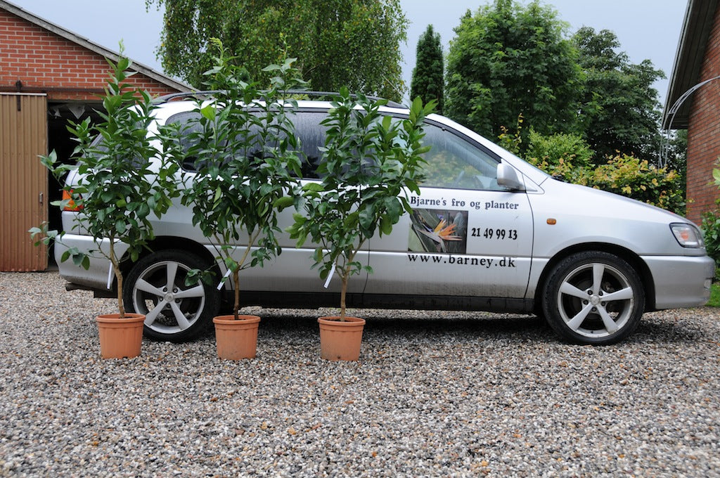 Lime - Citrus aurantifolia - Stor