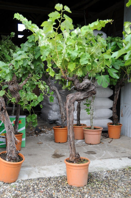 Vindrue - Vitis vinifera 'Italia' CO30 ca 30 år