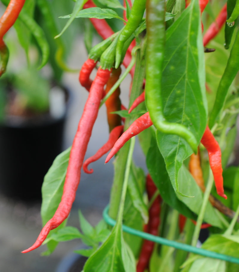 De Arbol Blood - C. annuum