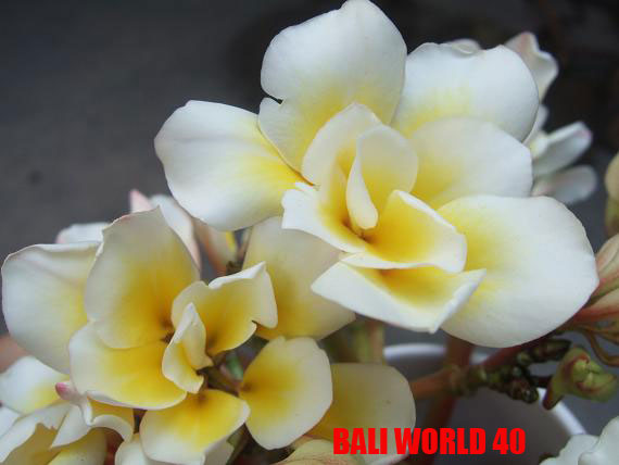 Plumeria -  Bali World