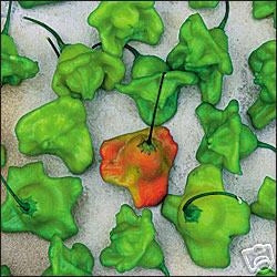 Balloon - C. baccatum