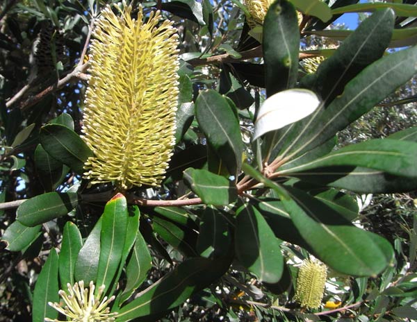 Kystbanksia - Banksia integrifolia