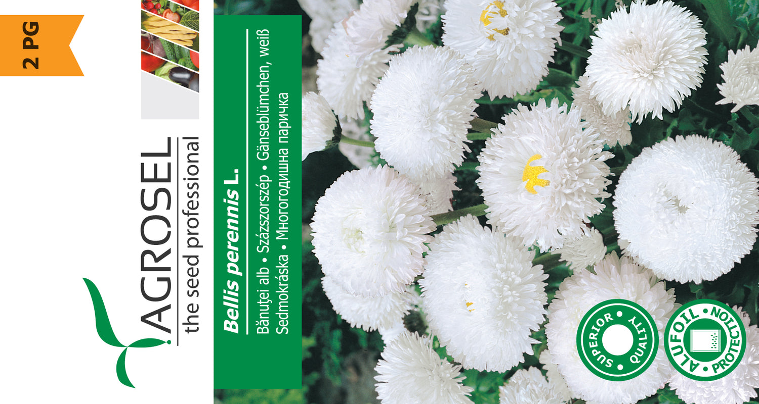 Bellis Hvid - Bellis Perennis