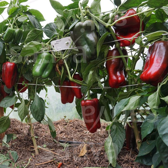 Barkan RS C. Annuum