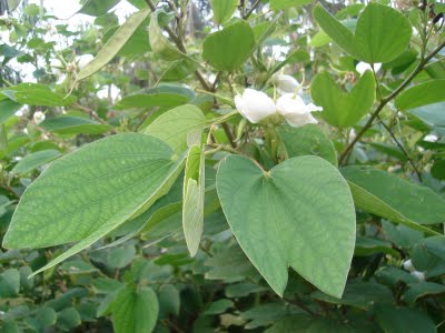 Dværgorkide træ - Bauhinia racemosa