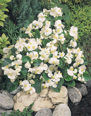 Isbegonia - Bayou White