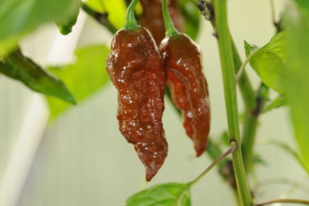Bhut Jolokia Chocolate - C chinense