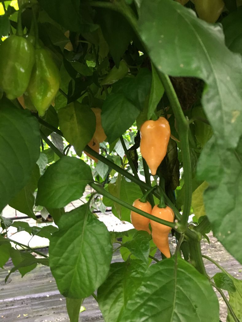 Bhut Jolokia salmon - 100 gram