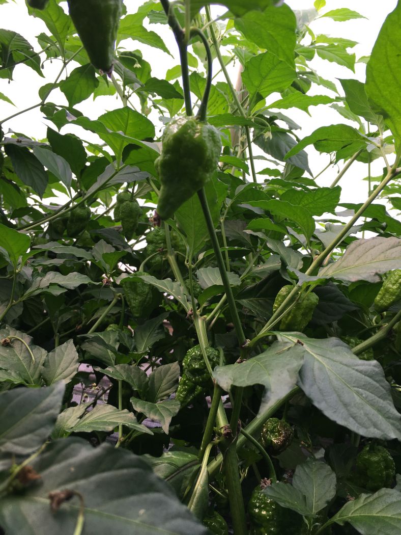 Chocolate Bhutlah - C. chinense