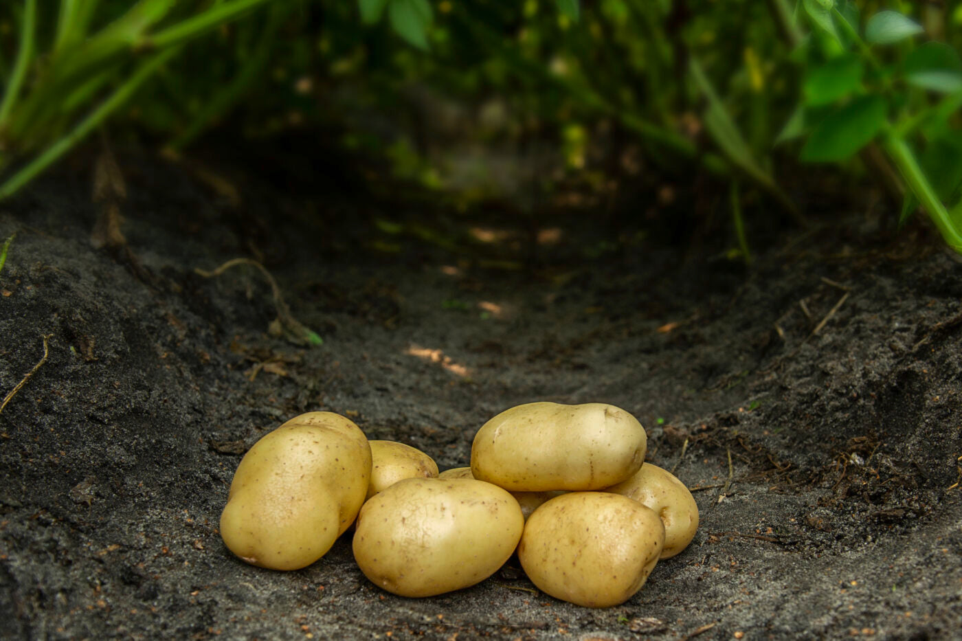 Bondens Bedste – BINTJE 1,5 kg – Læggekartoffel