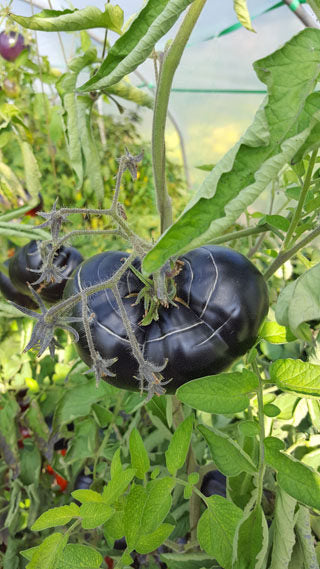 Black Beauty - Tomat