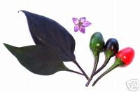 Black Cuban - C. annuum