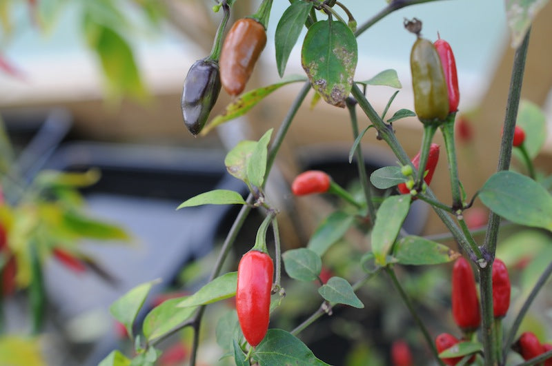 Black Scorpion – C. annuum