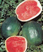 Black Diamond vandmelon
