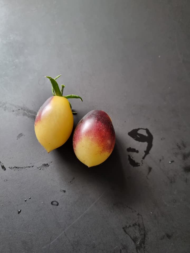 Thingamabob Gismo - Tomat - Tom Wagner