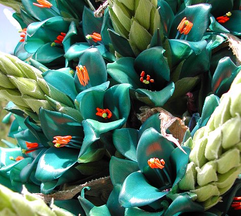 Aqua Sapphire Tower - Puya Berteroniana - PLANTE!