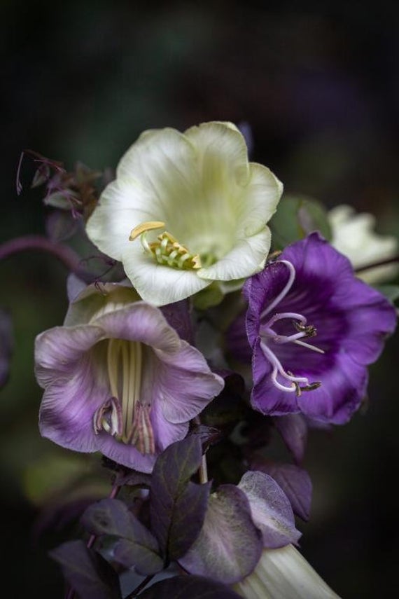 Klokkeranke - Cobaea scandens Blue and White Mix