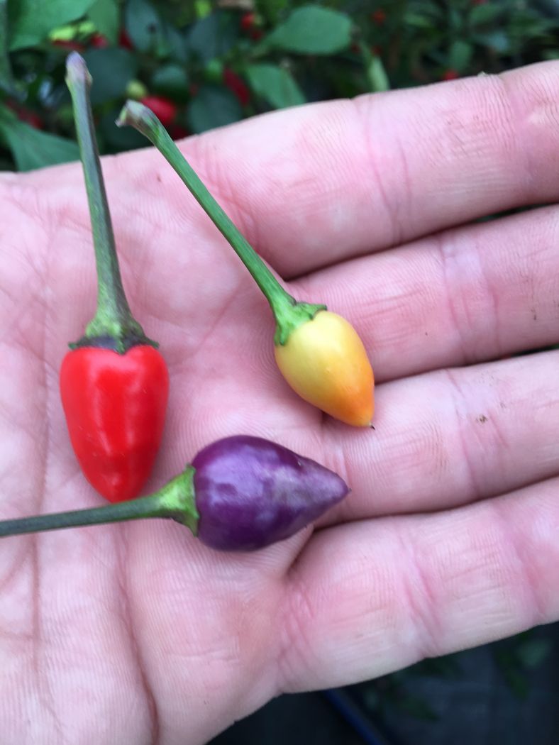 Bolivian Rainbow - 100 gram