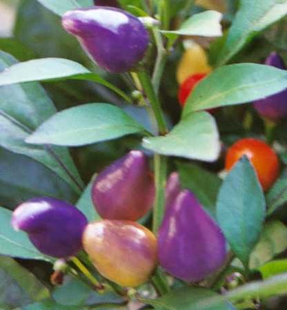 Bolivian rainbow - C. annuum