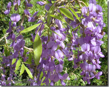 Træ Wisteria - Bolusanthus Speciosus