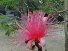 Bombax Ellipticum – Shaving Brush tree